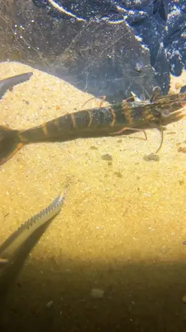 I didn't catch any flash shrimps when I was diving, but I caught a piece of bread. #diving #crab #catchthesea #seafood #seaside #fish