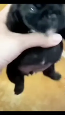 #pibble #pibbleholic14 #fyp #meme #gmail #fypシ 