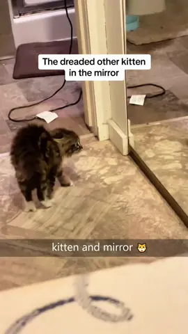 Kitten and mirror😏🐈 #catsoftiktok #funny #fyp #cat #cutebaby #funnypets #kitten #cutecat #pet #funnycats 