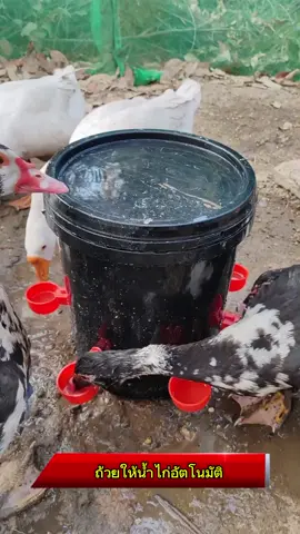 ไม่ต้องเสียเวลาเติมน้ำเองบ่อยๆอีกเเล้วครับ #ถ้วยให้น้ําไก่อัตโนมัติ #ถ้วยให้น้ําไก่ #ถ้วยให้น้ําไก่ไหล 