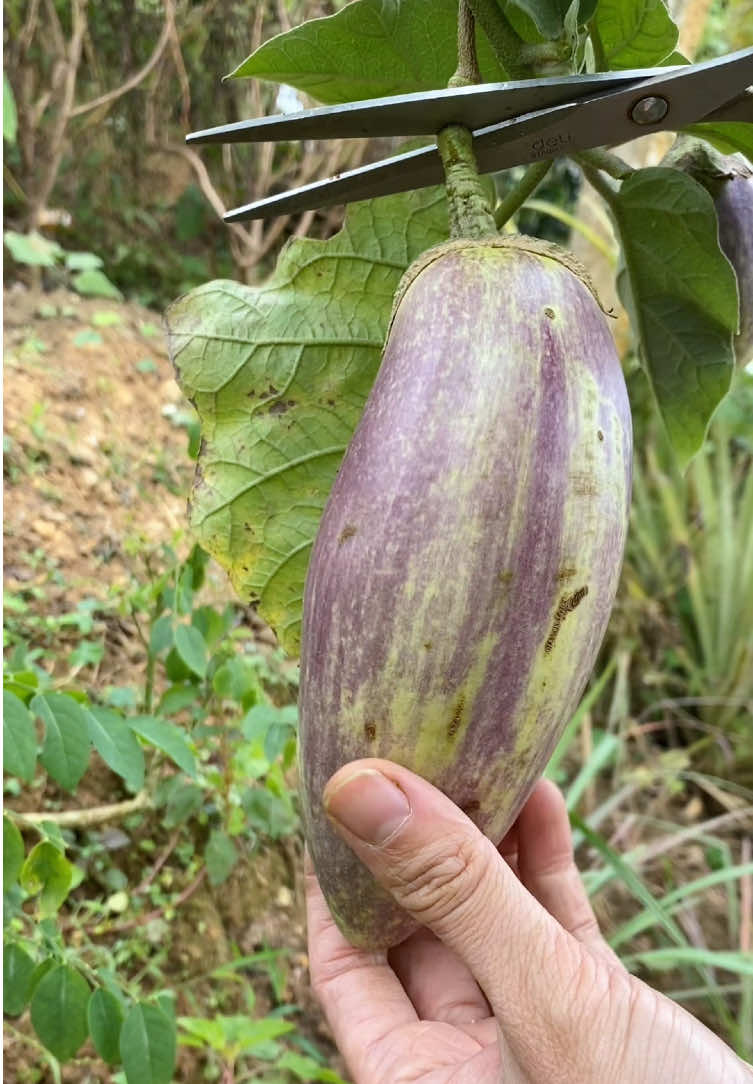 Harvest vegetables #garden #farming #harvest #vegetables