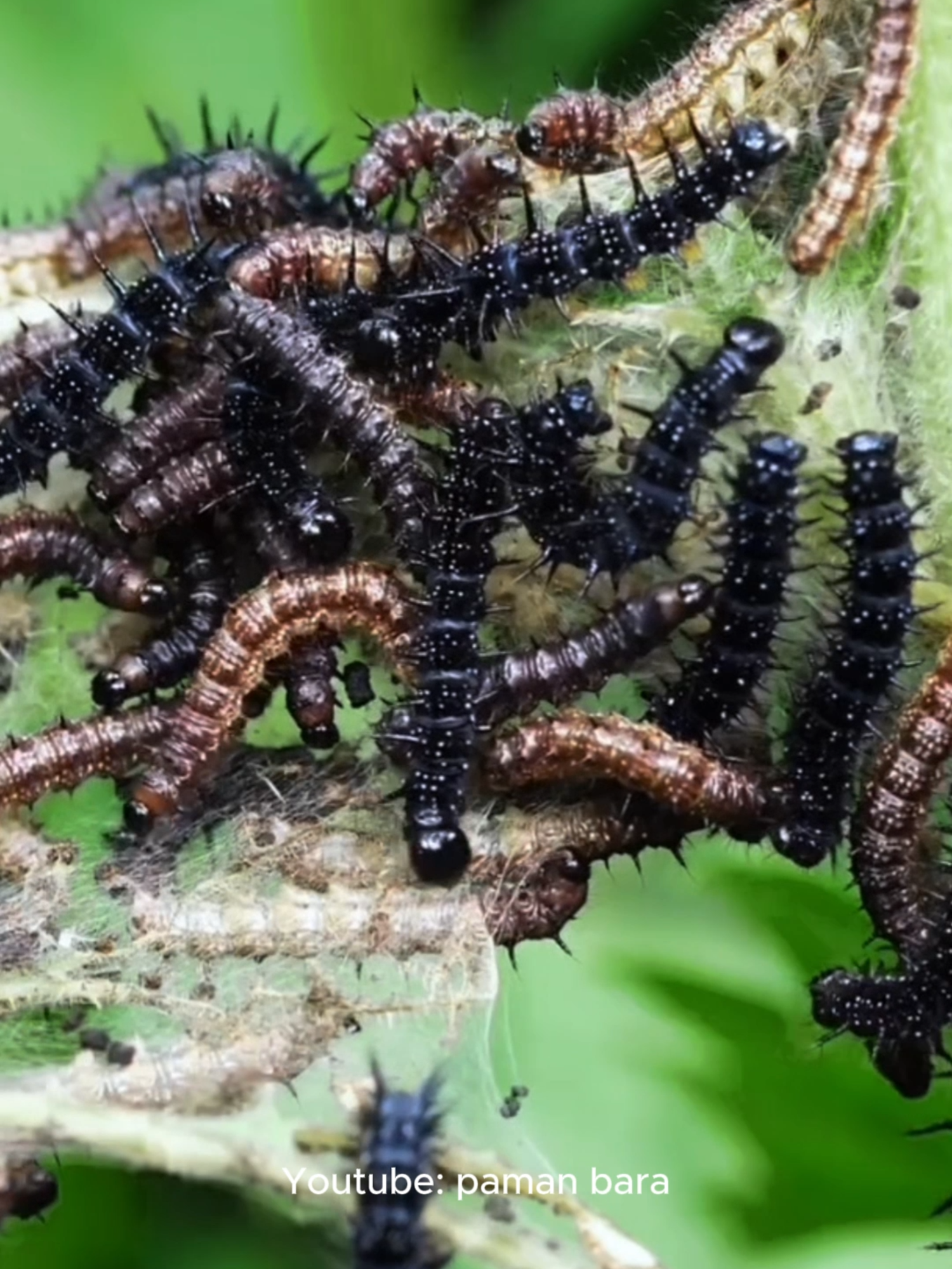 Part 88. Animal education. Mengenal cara kerja hewan yang satu ini. #edukasi #bertahanhidup #survival #bushcraft #forest  #bushcraftindonesia #tutorial #idea #outdoor #camping  #nature #minecraft