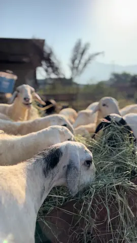 #اغنام_السعوديه 