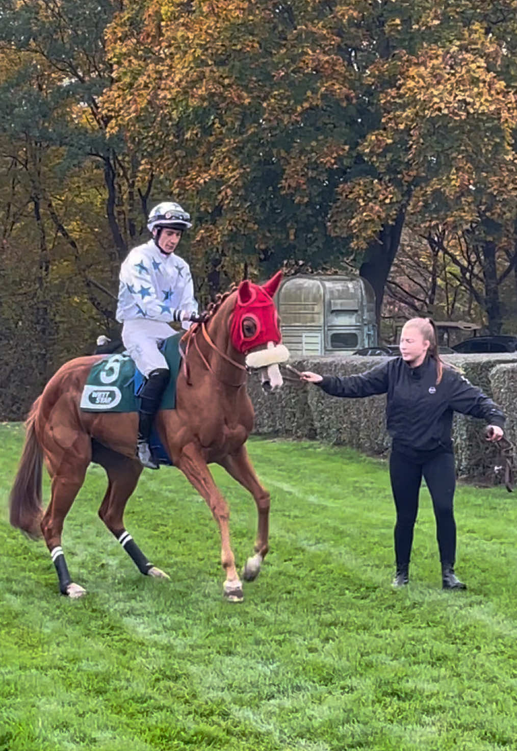 Still the best horse breed 👑 #viral #edit #horseedit #horseracing #horsetiktok #racehorse #thoroughbreds #viralvideo #pferd #racing #race #horse #fy #fyp #foryou