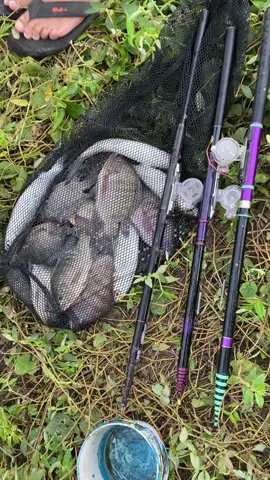 Hasil hari ini kang🎣 #fyyyppp #mancingmania #kudus24jam #mancingnila 