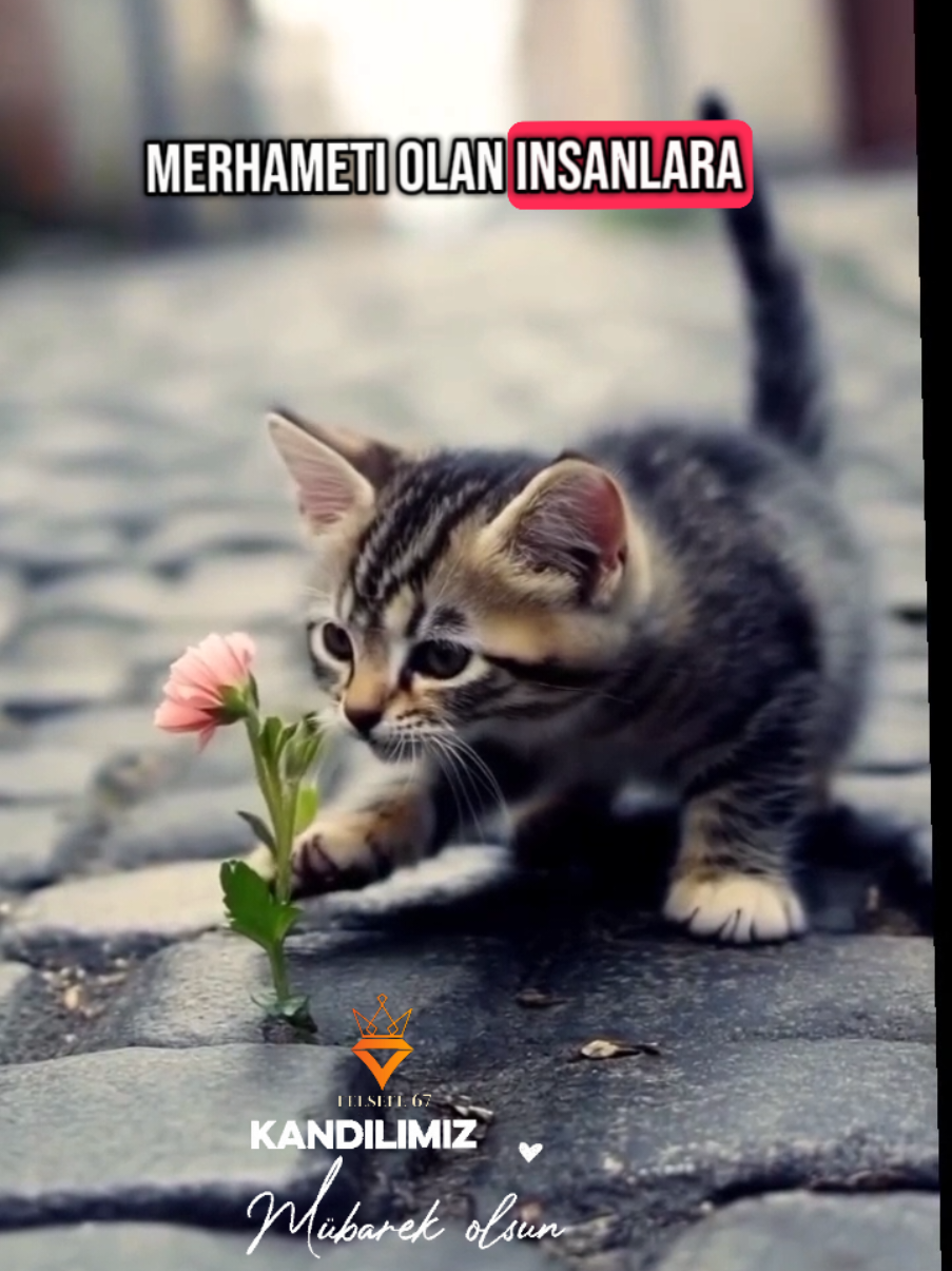 Kandilimiz mübarek olsun 🤲#güzelsözler #anlamlisözler #manalimanali #anlamlivideolar #dua #dualar #allah #islam #kandil #kandilinizmübarekolsun #fyp #viral #kesfet #fypdong #istanbul #ankara #dilanpolat #gassal #gurbet #zonguldak #devrek #edebiyat #felsefe #kültür #kultur #mutlupazarlar #iyitatilller #iyihaftasonları 