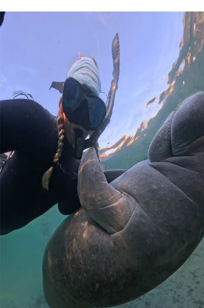 He just wanted to hold my hand but I think he was a little nervous  #manatees #florida #floridasprings #creatorsinsight #underwaterphotography #wildlife #wildlifephotography 