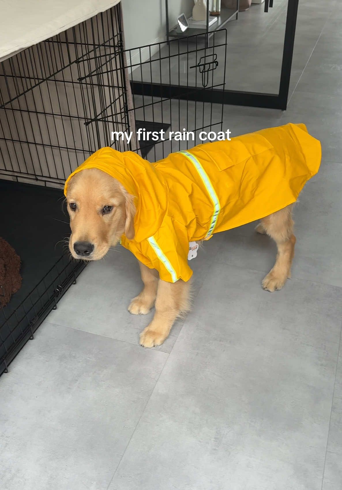 he grew out of it 2 weeks later 😭 #goldenretriever #goldenretrieverpuppy #goldensoftiktok 