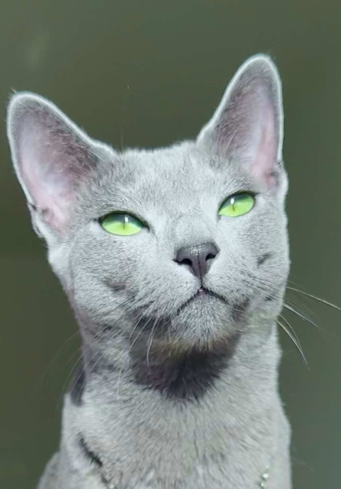 Royalty 🤍 #cattok #tikt #foruyou #fyp #catss #russianblue 