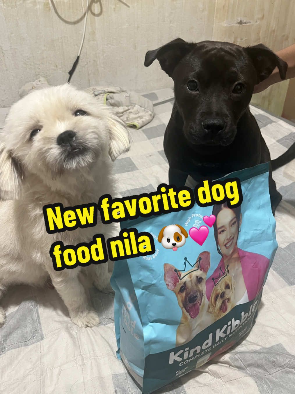 New dog food recommendation for picky eaters. Meet Dr Shiba’s new product— Kind Kibble Complete Daily Nutrition. Unang bukas palang gusto na nila 🥰. High protein na dn eto and made with real and high quality ingredients. Try nyo na for your fur babies  #drshiba #dogfoodrecommendation #TikTokShop #furbabies #dogfood #petsupplies #petnutrition @Dr. Shiba & Prof. Bengal