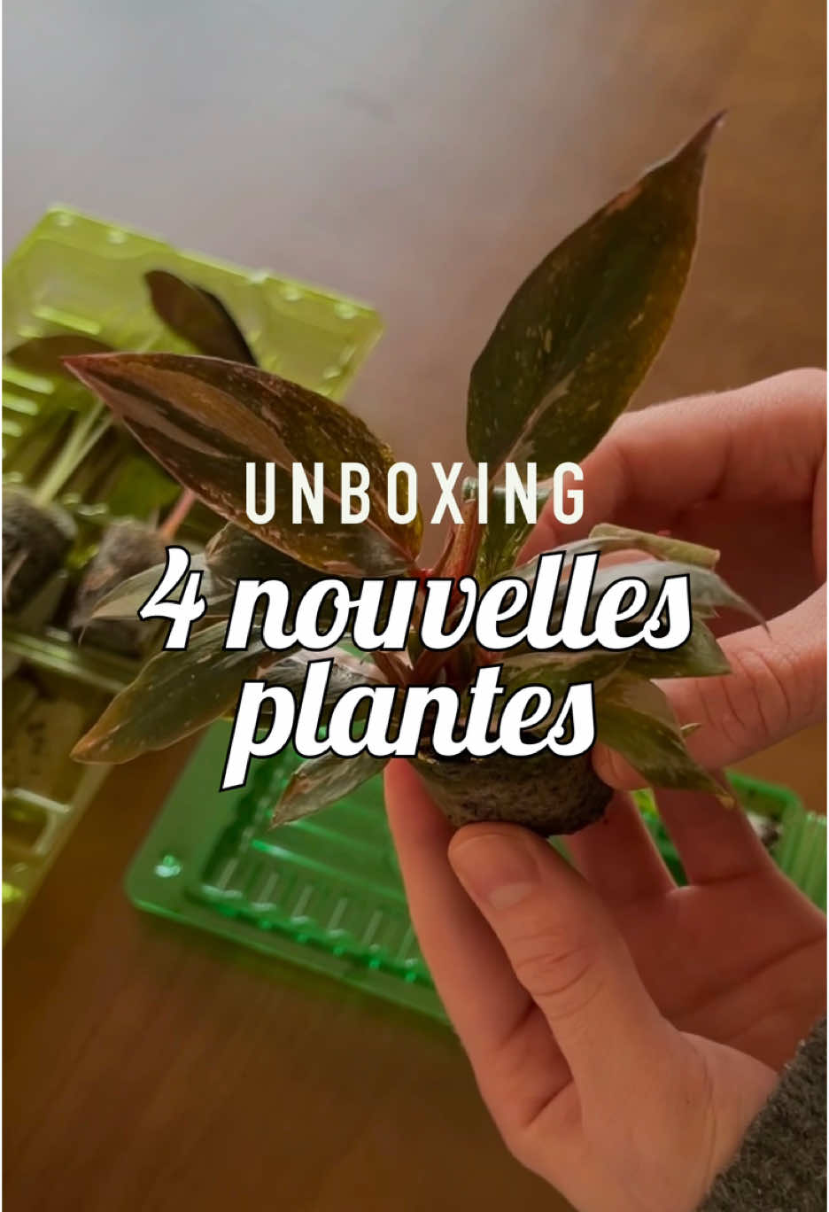 Premier achat plantes de 2025 :  • Alocasia Red Secret  • Alocasia Pink Dragon  • Philodendron Pink Princess • Philodendron Brandtianum Je les adore 😍 Vous en pensez quoi ? #plantsoftiktok #plantlover #plantparent #houseplants #alocasia #philodendron 
