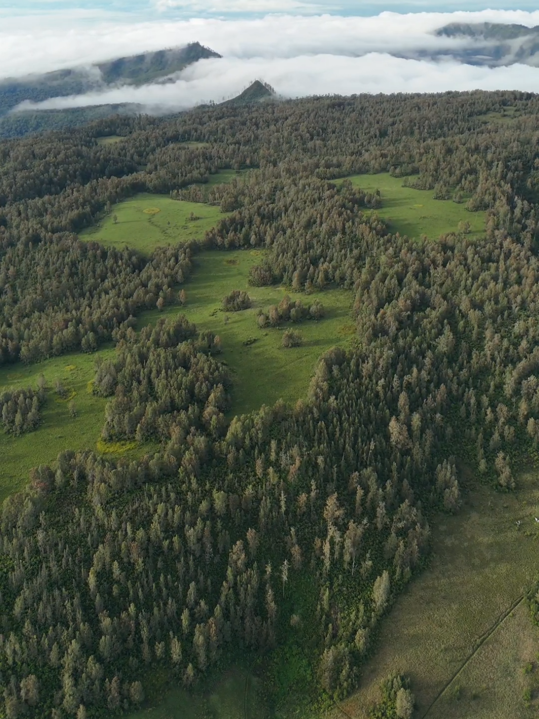 Maaf yaa ga bisa adu MDPL🙏.. Fotage drone By @firmansaleh01 🔥 #argopuro #tamanhidup #cikasur 