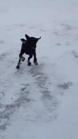 the booties were a hit 😂#dogsoftiktok #labrador #fyp #snowy 
