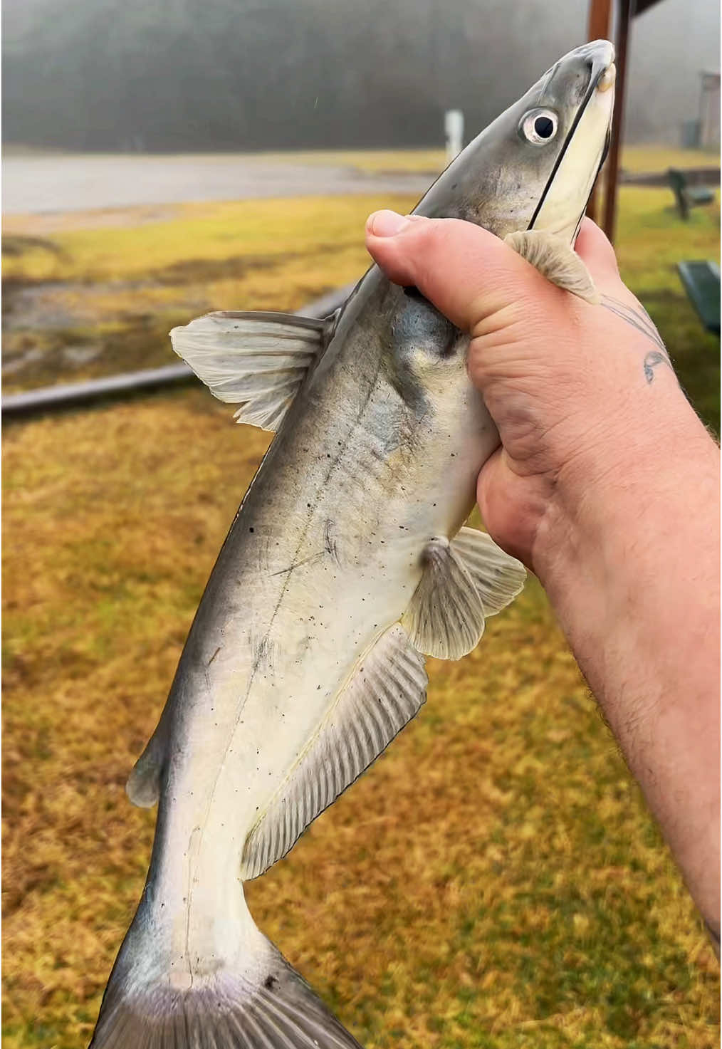 Send fish noods 🍜 #fyp #catchcleanandcook #beardedfisherman #fishing #fish @WildeChips 