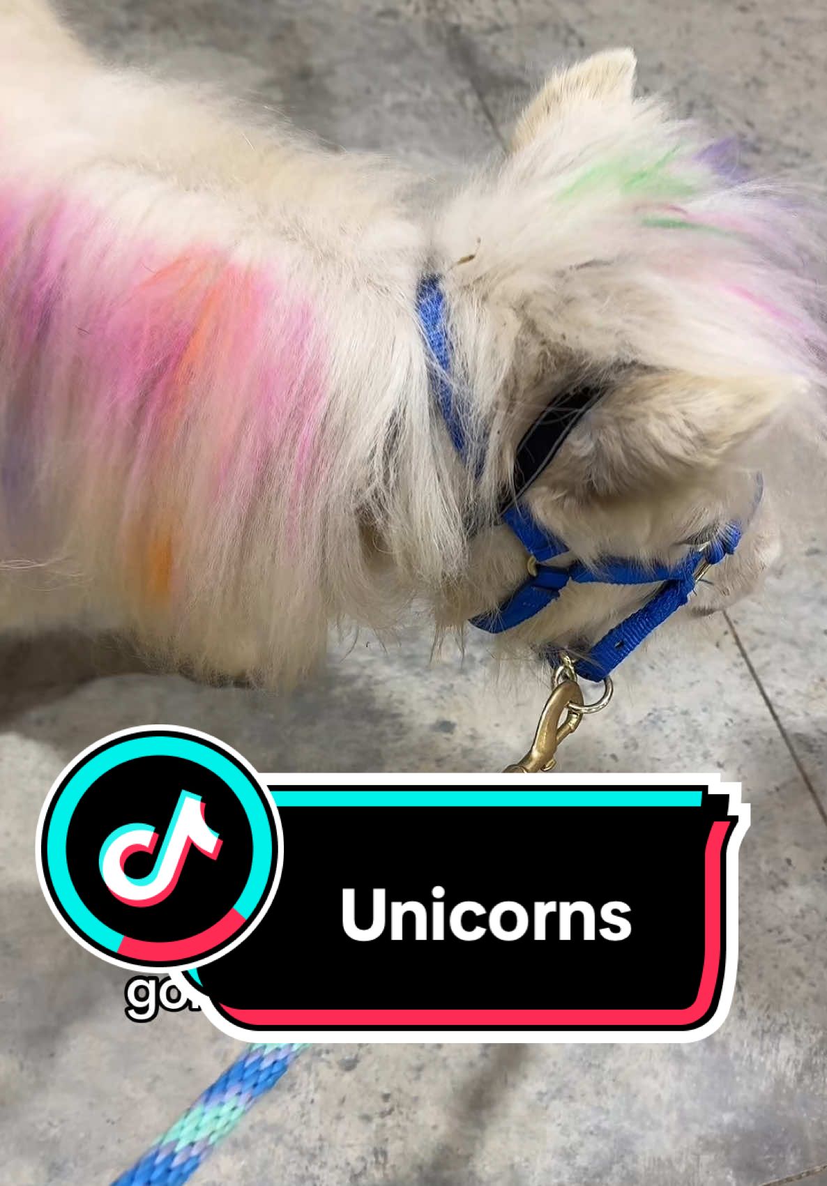 Unicorns from Wish #farmlife #cuteanimals #farmlife #birthday #unicorn #horse #minihorse