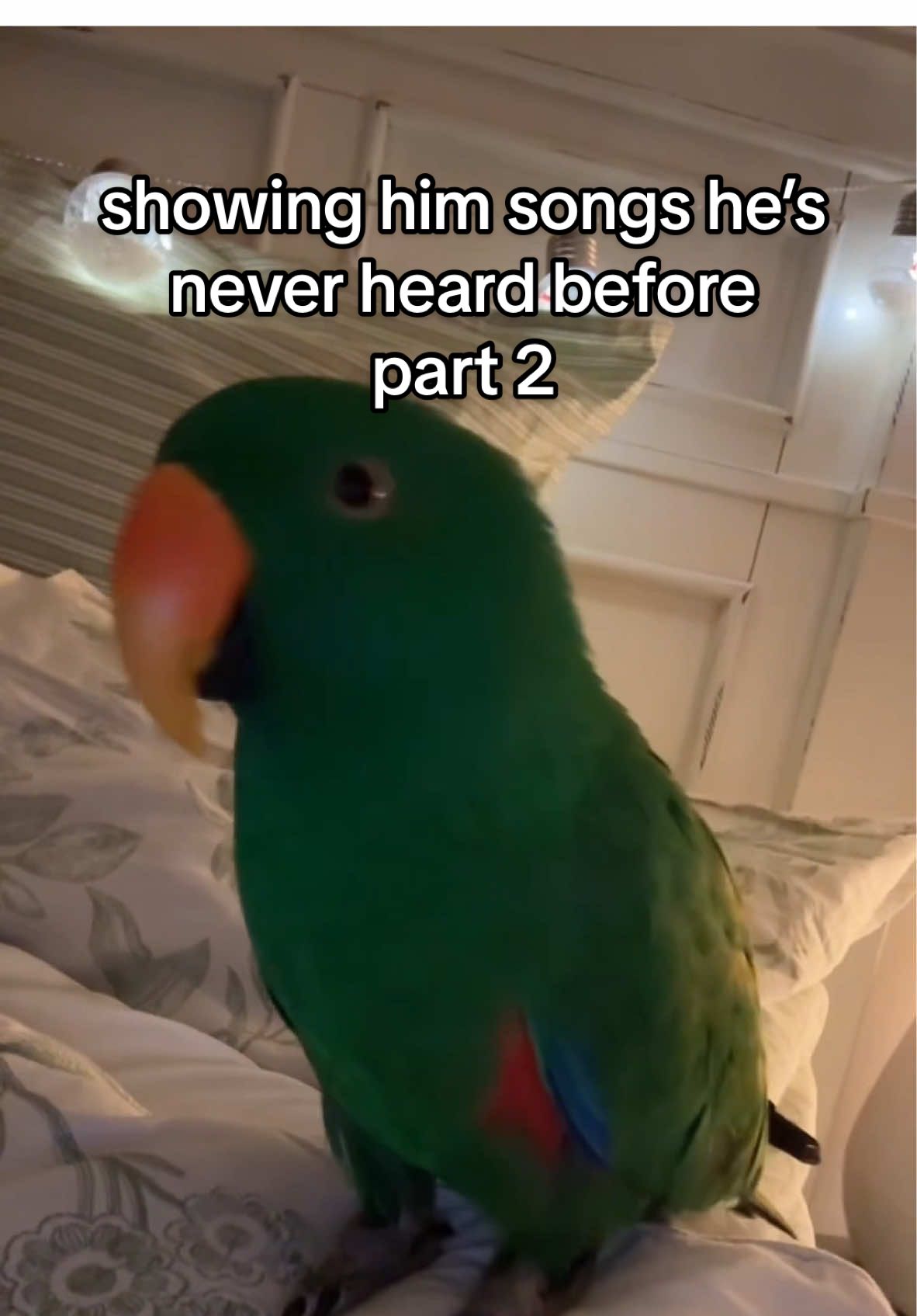 the coco❌ frutiger aero✅ #foryou #trending #birdtok #parrot #eclectusparrot #funnypet #exoticpets #cute 
