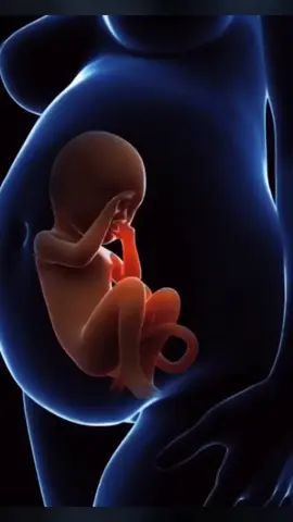 Baby inside the mother's womb 3D Animation #momlife #pergnacyjorney #female #babybirth #womb #healthcare #lovemom #baby #followcommunityguidlines #pleaseunfrezzemyaccount 