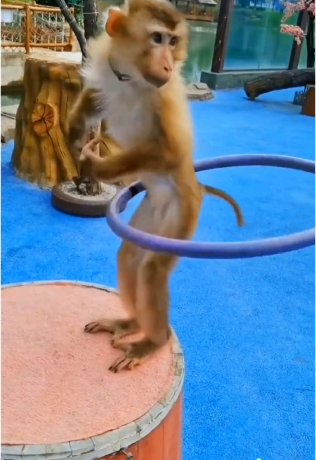 #funnyanimalsvideo #loveanimals #cute #funnyvideos😂 #monkey #creatorsearchinsights2025 #tiktokviral #22millionviewsin3seconds 
