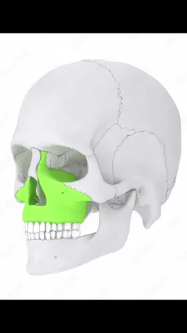 Life changing effects #mewingshop #mogged #chicolachowski #jordanbarrett #mewing #looksmax #looks #GlowUp #mew #mogger #seanopry #simonnessman #transformation #maxilla #mogg #mogging #looksmaxing #SelfImprovement 