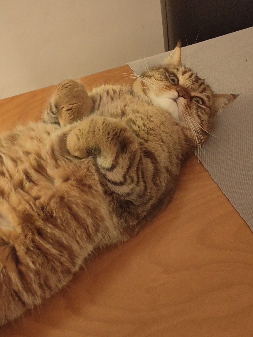 I MONOLOGHI CON CAMILLO 🤣 . #camilloilconte #contecamillo #camillotranquillo #catsfunnyvideos #gattiditiktok #catsoftiktok #videodigatti #videodivertenti #funnycat #gattidivertenti #funnycatsoftiktok #videodivertentidigatti 