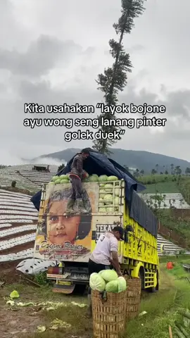 Tidak ganteng neng insyaallah sregep dek 😜 #predatorcabbage #kubisbalap #kubisbalap🥬🥬 #sayurfresh #trukmaniaindonesia #truklovers #fyp #fypage 