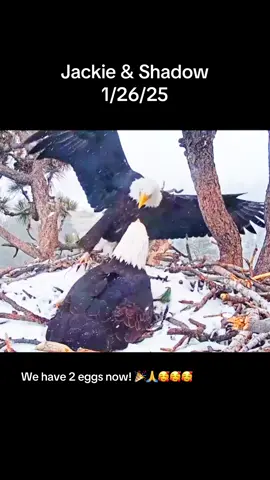 Jackie and Shadow, Big Bear, California. Our favorite bald eagle couple have 2 new eggs today! Jackie swoops in to take over, then shadow chortles in the distance. Love these two. Thank you FOBBV  for the live feed!!! 🩷🩷🩷 #jackieandshadow #baldeagles #jackieshadow 