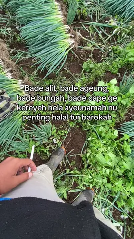 halal tur barokah🤲🏻#foryou #4u #fyp 