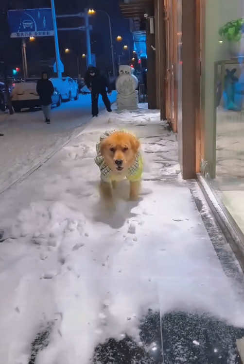 Dog:Too slippery #dogsoftiktok #fyp #foryou #cutedog #puppy #funnytiktok #funnydog 