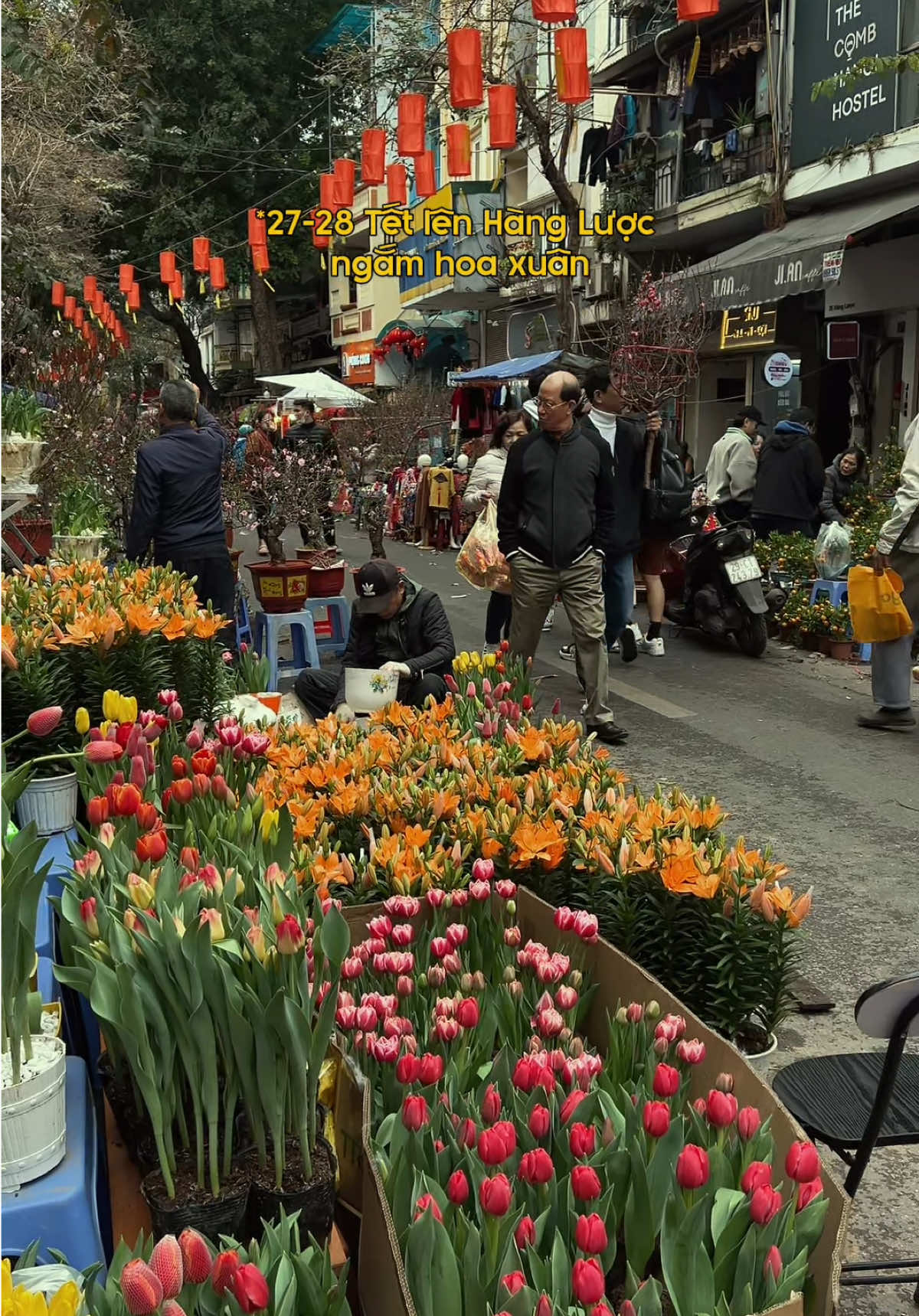 • “27-28 Tết lên Hàng Lược ngắm hoa xuân” #nguoitresongchill #aesthetic #hanoichill #hanoi 