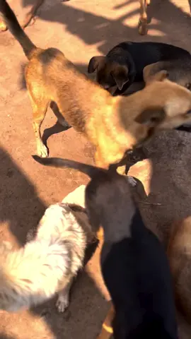United by love, these rescued souls remind us that every dog deserves a chance to heal and thrive. 🐾❤️ #RescueDogs #SecondChances #AdoptDontShop #StrayToSafe #DogLove #AnimalRescue #KenyaDogs #FurEverHome 