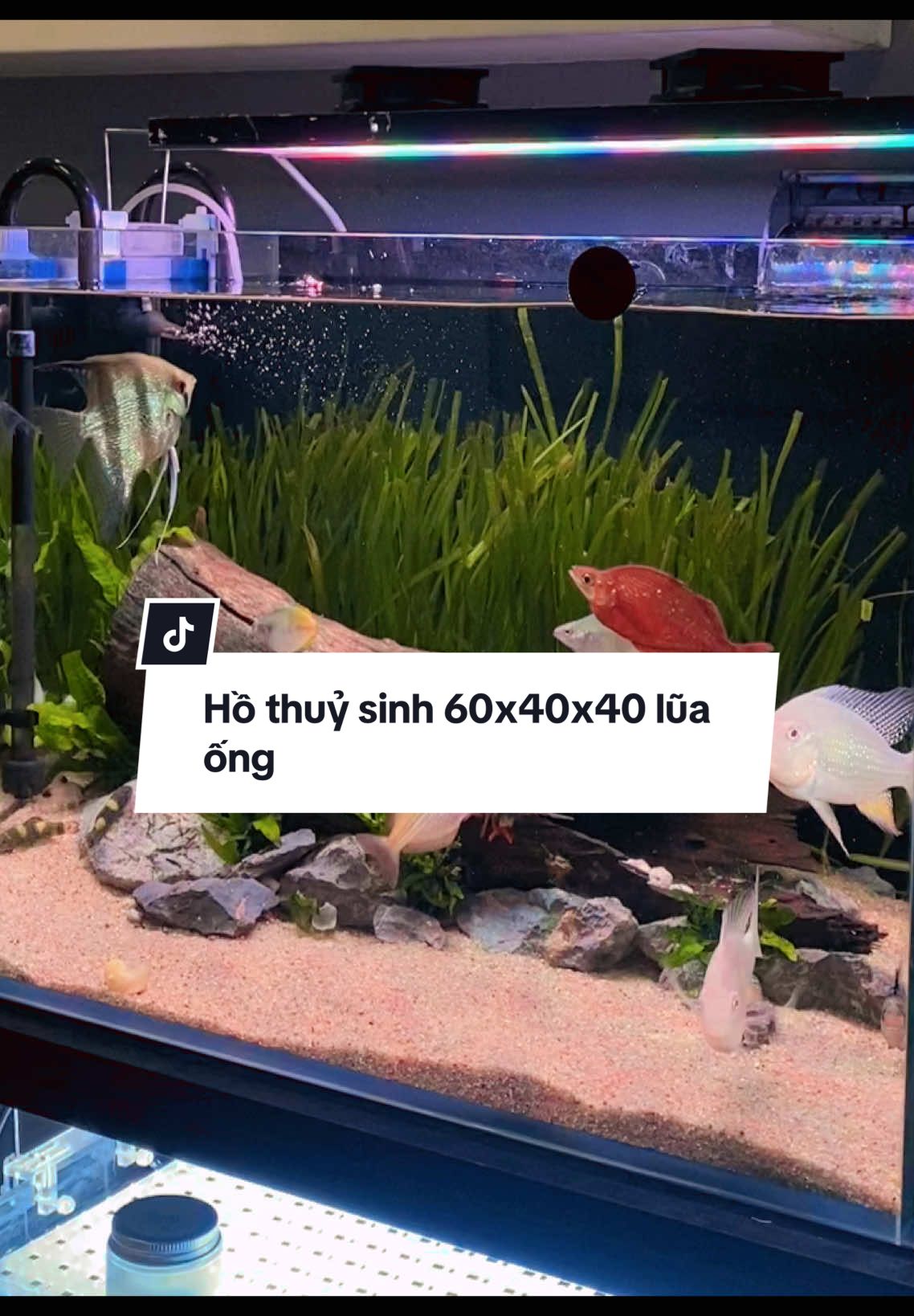 Ae chuẩn bị Tết đến đâu rồi, thay nước hồ cá chưa 😁 #aquarium #thuysinh 