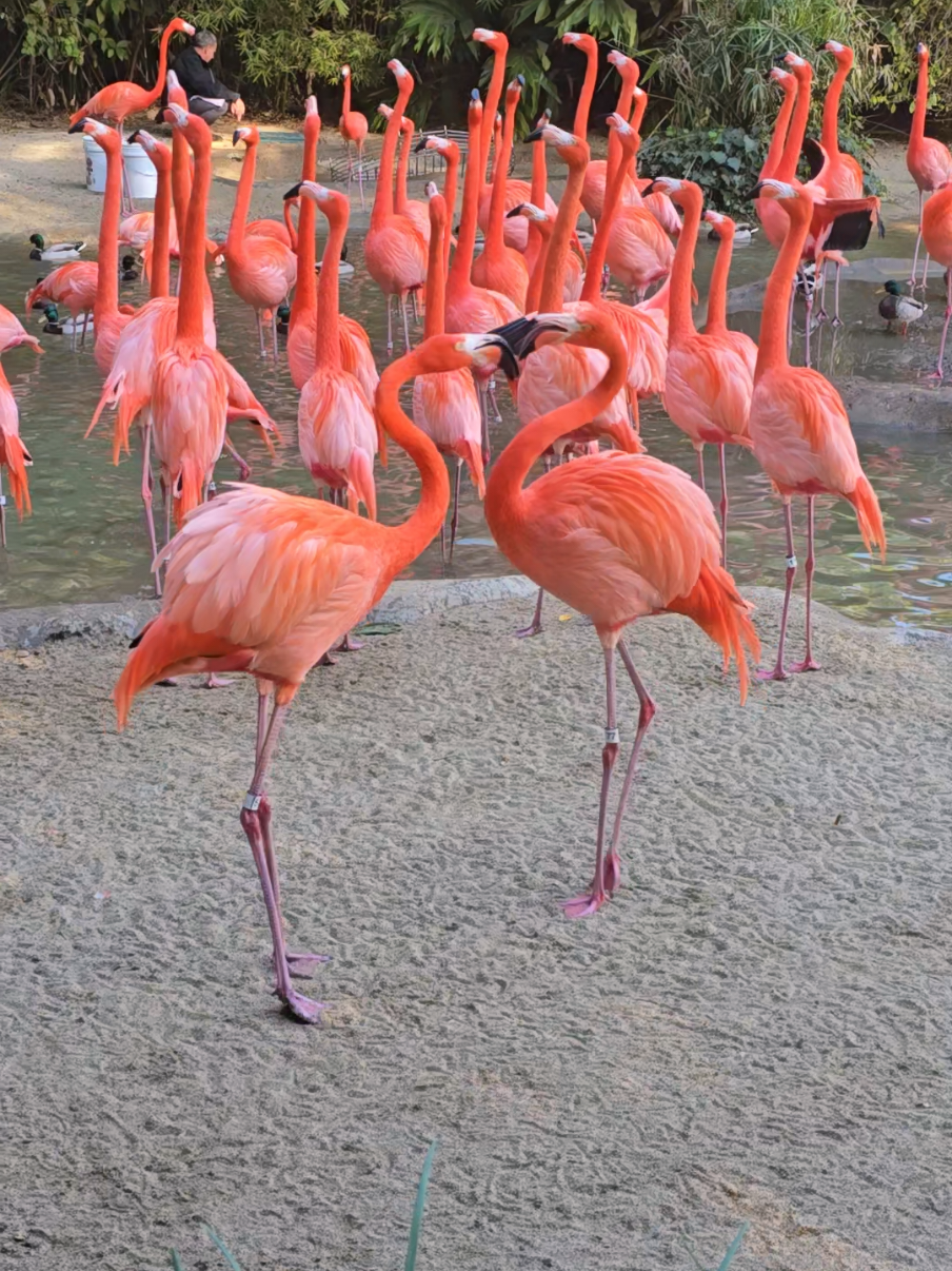 Flamingos fight each other primarily over access to food, territory, and mates, with the most common reasons being competition for feeding areas, protecting their nests, and establishing dominance within a flock, often displaying aggression through threat displays like neck-swaying and bill-fighting when conflicts arise; brighter colored flamingos tend to be more aggressive as their color signifies good health and feeding efficiency.  #flamingos #sandiegozoo 