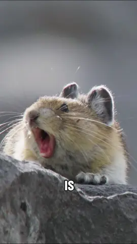 “Plateau food-pika”#Tiktok #animals #foryou #cute 