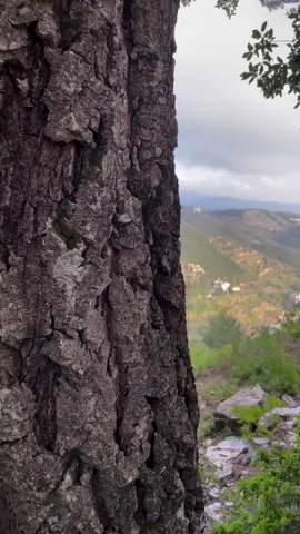 #فيروز #صباح_الخير #فيروزيات #your_coffee #pov 