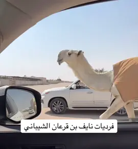 #اكسبلورexplore #راعي_المغاتير #مشاءالله_تبارك_الله_اذكروالله #الشعب_الصيني_ماله_حل😂😂 #ترند 
