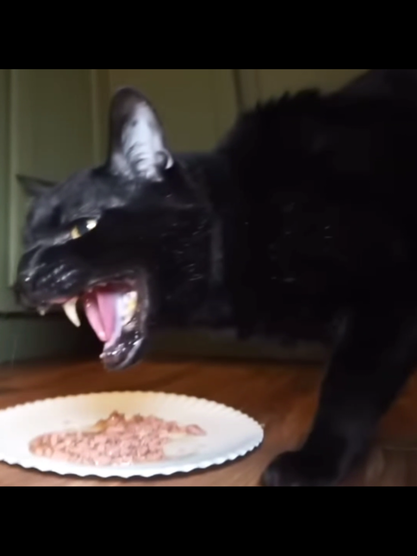 Who else watched this as kids 😭 #selvester #talkingkittycat #cat #blackcat #talkingcat #fyp #goviral #singingcat #funny 