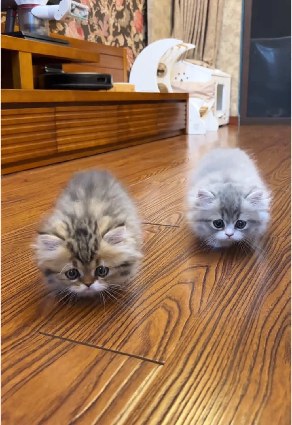 毛毛蟲爬過來了#cat #kitty #cutecat #funnycat #catsoftiktok 