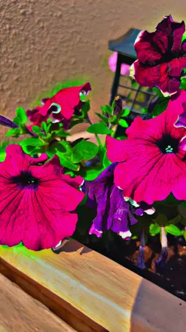 #CapCut #اكسبلورexplore #دعاء #صباح_الخير #التسامح #صباحكم_أحلى_صباح 