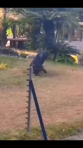 #HormonalAcne #cysticacne #pimples #acne  #cosmoskin #skin #skincare #skincaretips #skincareroutine #bfclab #vitafix #vitafixstore #ninobautista 