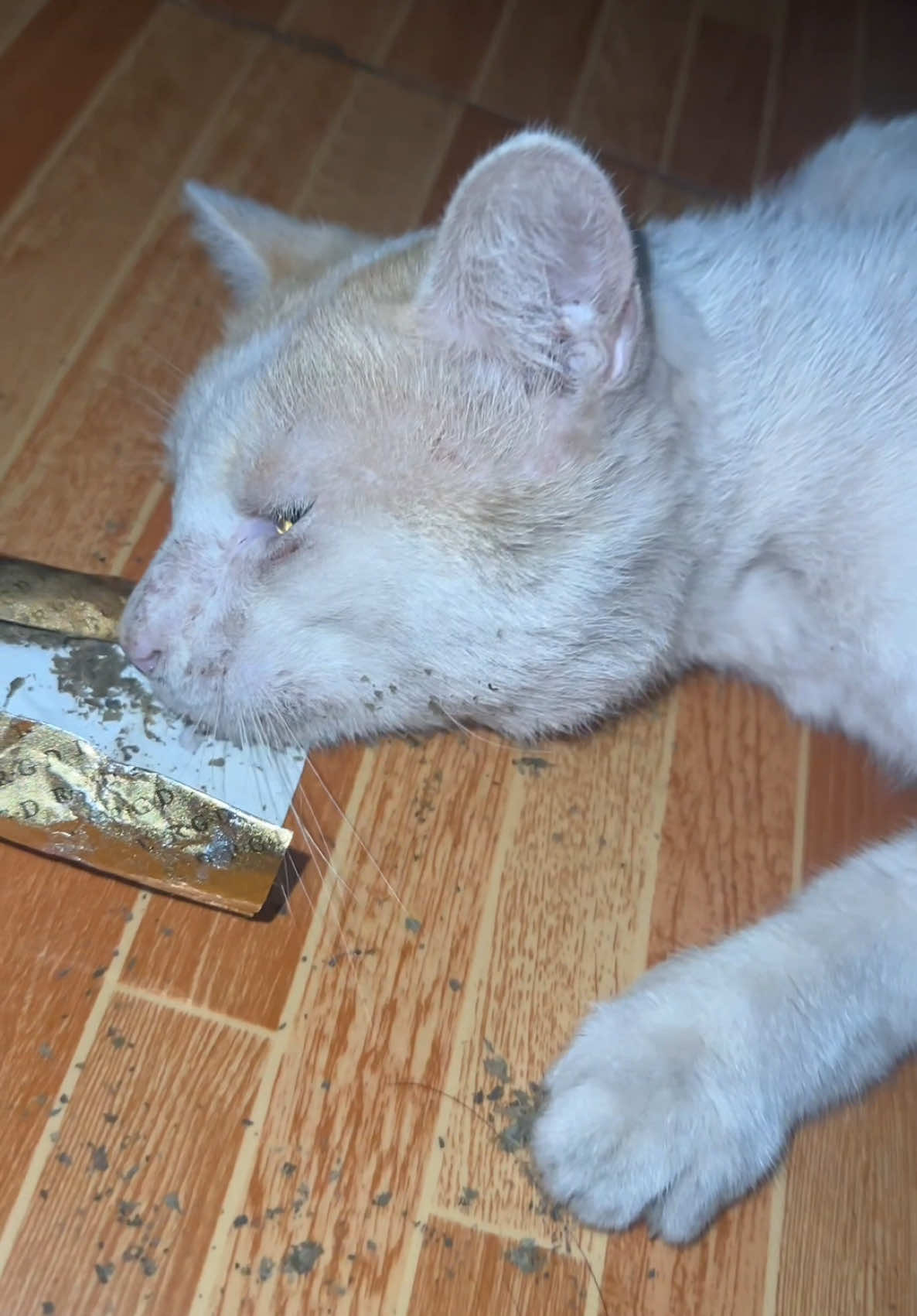 Relapse bigla sa dulo e #organiccatnip #powdercatnip #catnip 