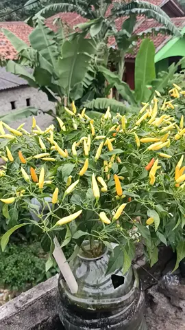 mohon maaf untuk semua, saya belum bisa membagikan tutorialnya dari awal tanam hingga cabai dapat di panen, karna tidak saya abadikan dalam bentuk vidio , next akan saya buatkan tutorialnya dari awal .. #hydroponics #hidroponik #hidroponikindonesia #hidroponiksederhana #hidroponikpemula #hidroponikmurah #hidroponikmudah #sayurhidroponik #urbanfarming #nft #dft #instalasihidroponik #pakcoyhidroponik #pakcoy #kangkung #bayam #seladahidroponik #hydroponicsystem #hidroponiktangerang #hidroponiktangsel #vegetables #adis_hydrofarm