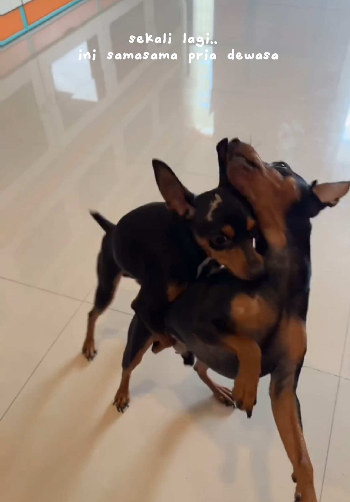 Guest paling RUSUH di Pet Hotail : Joy & Xobit  see youu again Joy & Xobit! thankyou pawbuds udah percayain Joy & Xobit staycation di Hotail pawbuds @marcellthomas_ #dogdaycare #daycarebandung #daycarekopo #pethotel #petdaycare #petgroomingbandung #petgroomingkopo #cabinroomfordog #pethoteltamankopo #penitipananjing #penitipananjingbandung