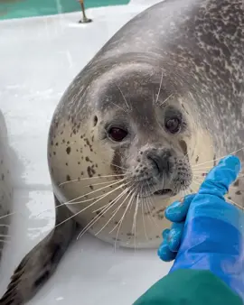#とっかりセンター #silly #tokkaricenter #cute #seal #fyp #foryoupage  \Hiiiiiii, can you all hear me~? // Harumi called me (Risa-chan and Gariko-chan in the background... Due to the signal, it's a one-way street. From Harumi-chan for everyone Did you get the message? Please RSVP in the comment section Who will call me next~