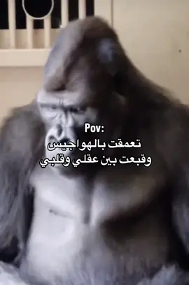 الفيديو في قناتي بالبايو 
