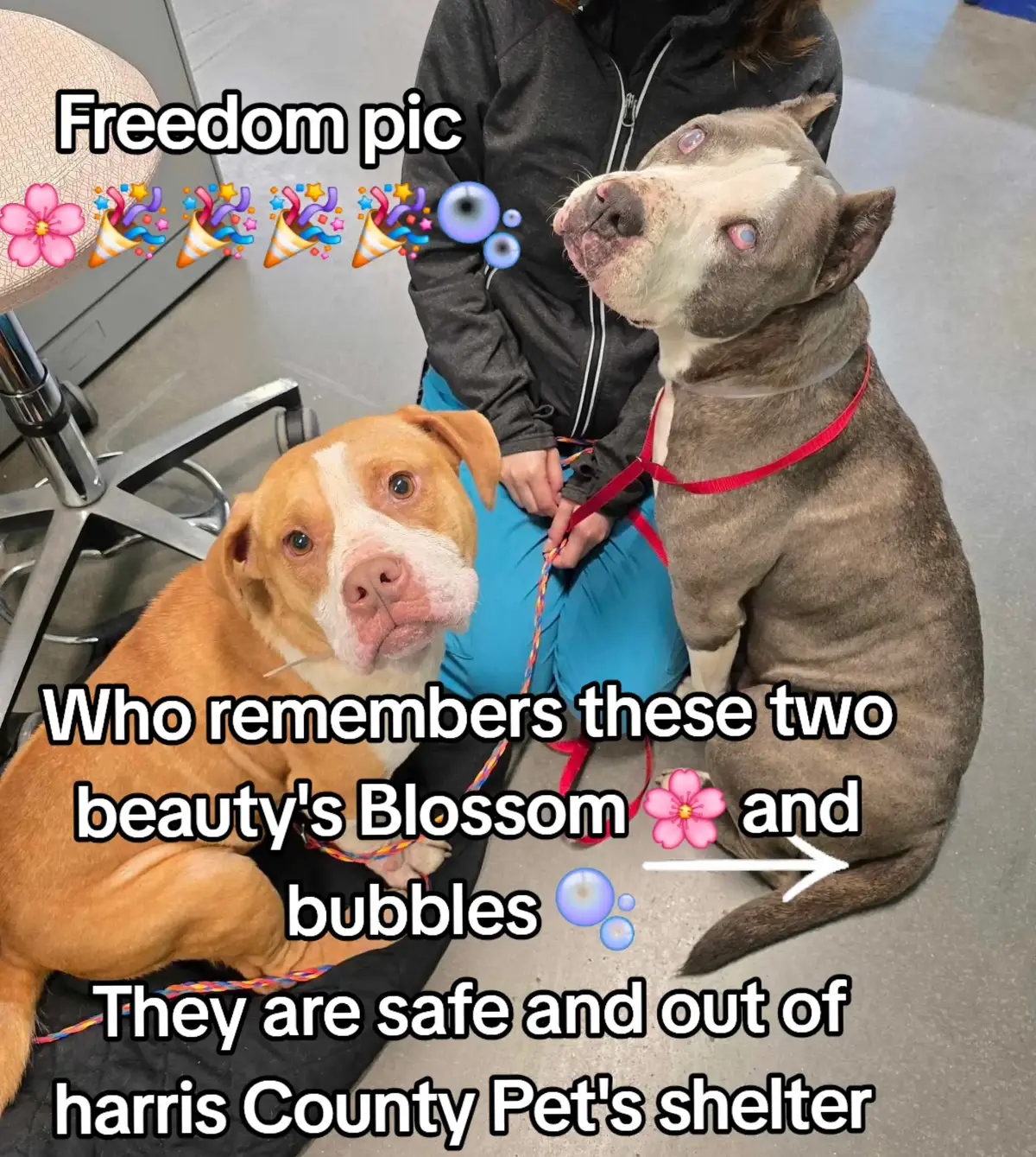 BLOSSOM AND BUBBLES ARE OUT OF THE SHELTER AND SAFE. THANK YOU TO EVERYONE WHO HELPED SAVE THESE SWEET GIRLS.  THANK YOU TO EVERYONE AT @Rescue Dog Army FOR WORKING SO HARD TO GET THESE AMAZING DOGS SEEN AND SAVED. YOUR ALL AMAZING. 🥰 #adopt #foster #rescue #resuedogarmy #FYP 