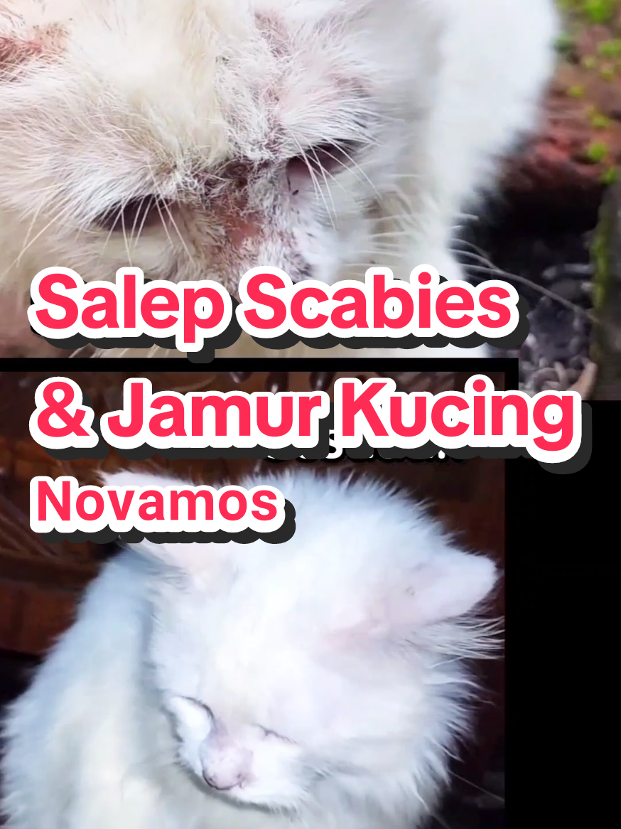 Salep Scabies dan Jamur Kucing dari Novamos efektif menghilangkan gangguan gatal-gatal, jamur dan scabies pada anabul. Aman untuk kucing dewasa dan kitten.  Yuk di Check Out Cat Lover 😻 #salep #scabies #jamur  #kucing #kitten #kucingscabies #cat #catlover #fyp