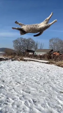 #Cat #pet That's a high jump.