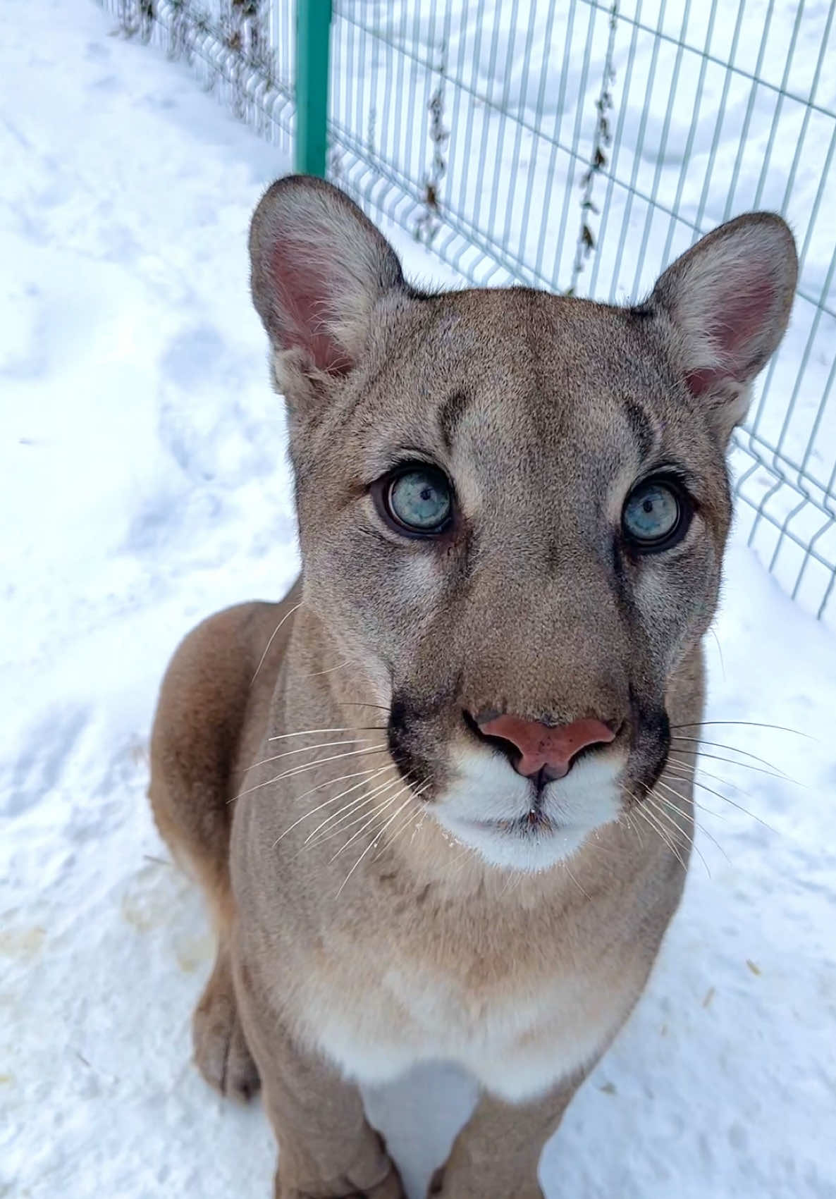 The most beautiful and purring cougar)) #пума #пумаБрэйдж #хищник #котики #хищныекошки #горныйлев #животные #домашниепитомцы #забавныеживотные #ангел #малыш  #звери #зоомир #любимец #вмиреживотных #puma #pumaBraige #pumacat #cat #animals #funnyanimals #angel #animallove #animallovers #animalvideo #animalplanet