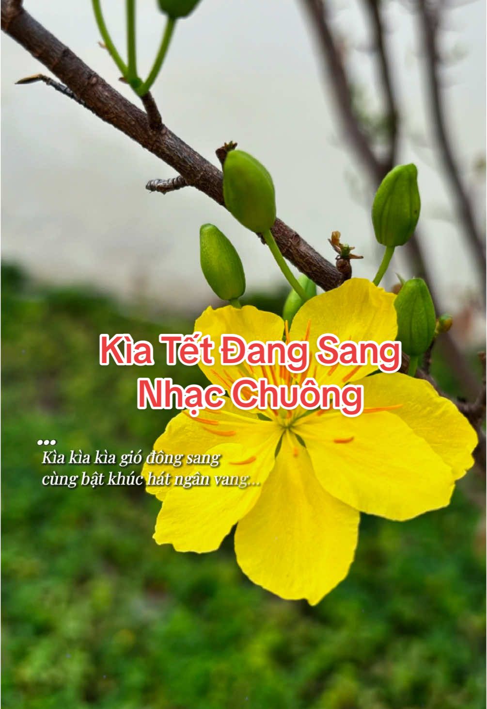 Ringtones📲 Kìa Tết Đang Sang #nhacchuongdienthoai #nhacchuonghay #nhacchuongtet#xuan#tet2025#kiatetdangsang#trandang4747_ringtones 