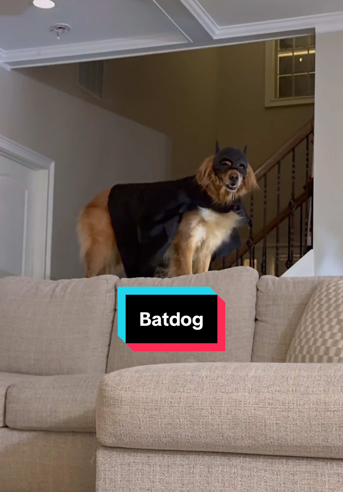Batdog will always come out of his cave for treats! #dog #goldenretriever #batdog 